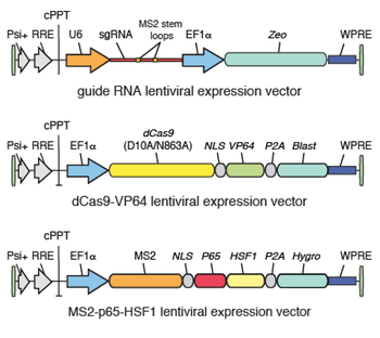 CRISPR/Cas9 Synergistic Activation Mediator lentiviral vector diagram