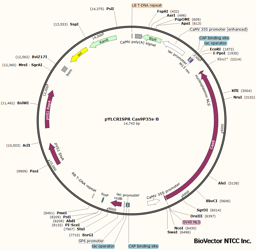 pYLCRISPR Cas9P35s-B