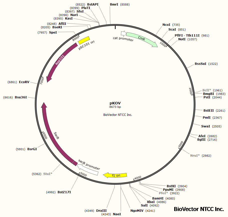 pKOV基因敲除重组载体温度敏感型自杀质粒,SacB蔗糖致死基因,Cm抗性,温度敏感型pSC101复制子,BioVector NTCC质粒载体菌种细胞基因保藏中心提供.png