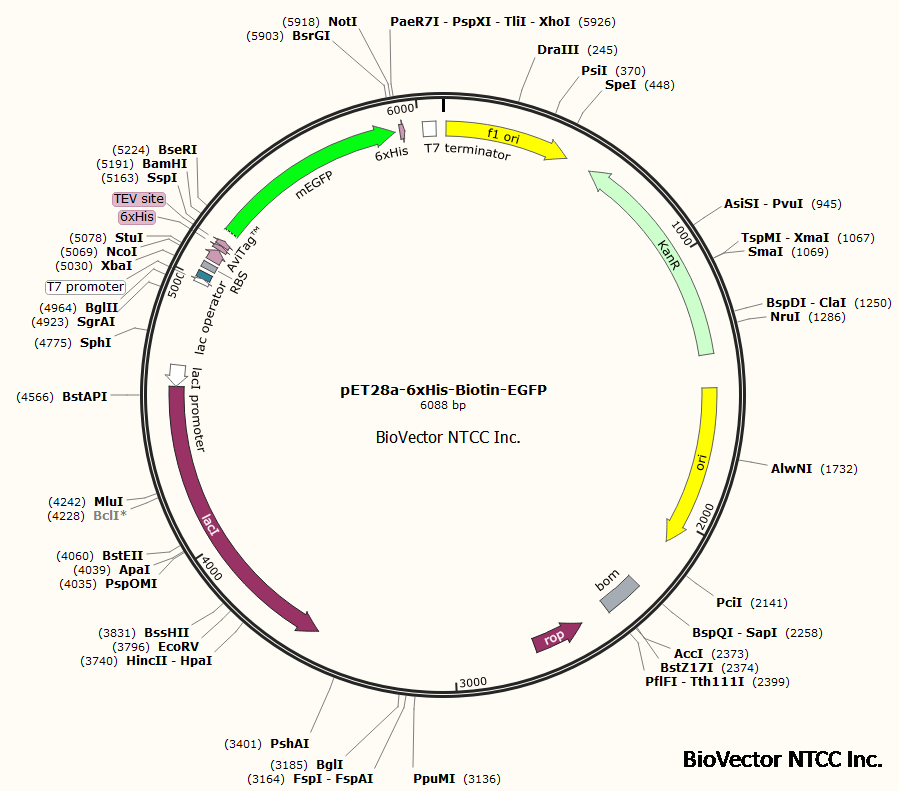 pET28a-6xHis-Biotin-EGFP生物素标记原核表达载体荧光标签His标签。生物素可以与亲和素、链霉亲和素非常紧密地结合,因而,生物素标记蛋白广泛应用于免疫学、细胞生物学和分子生物学的实验研究领域,以及作为亲和分离制剂,用于相应配基的分离与纯化。AviTag是15 个氨基酸的短肽,单生物素化赖氨酸位点