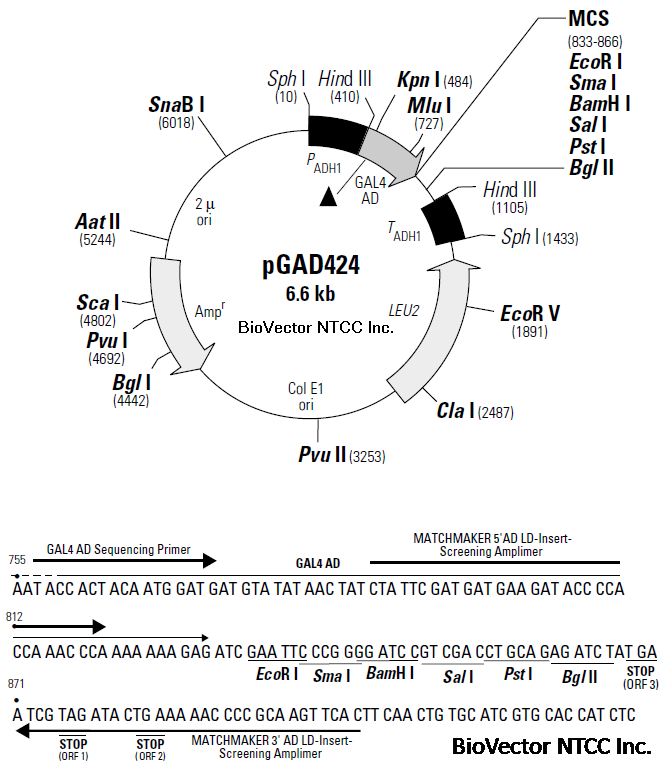 pGAD424酿酒酵母表达载体酵母单杂交系统GAL4转录激活域融合表达质粒,带有ADH1启动子在酵母宿主中低水平表达AD转录激活域,SV40 T-antigen NLS核定位序列靶向酵母细胞核,LEU2编码亮氨酸酵母筛选标记,Amp抗性,ADH终止子. BioVector NTCC质粒载体菌种细胞基因保藏中心提供.png