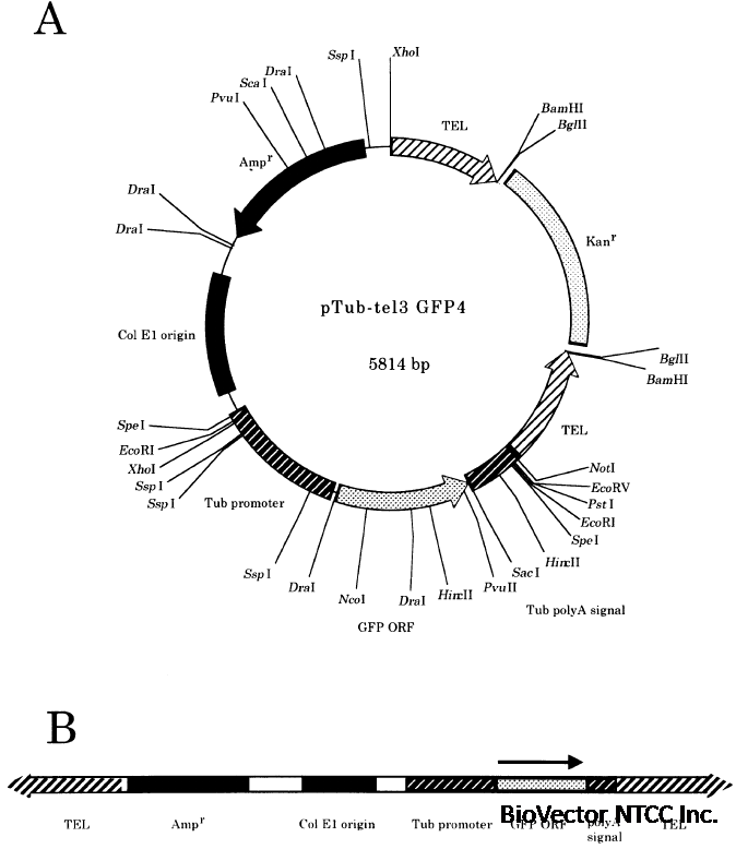 pTub-tel3 GFP4.png