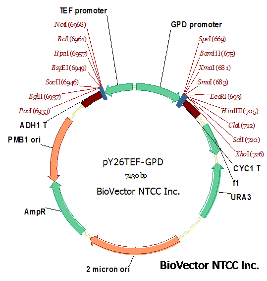 pY26TEF-GPD酵母双基因表达载体质粒GPD启动子TEF启动子,URA3筛选标记,Amp抗性,BioVector NTCC质粒载体菌种细胞基因保藏中心提供.png