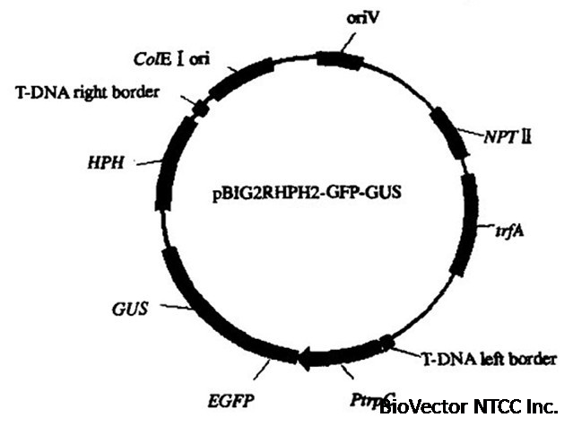 pBIG2RHPH2-GFP-GUS