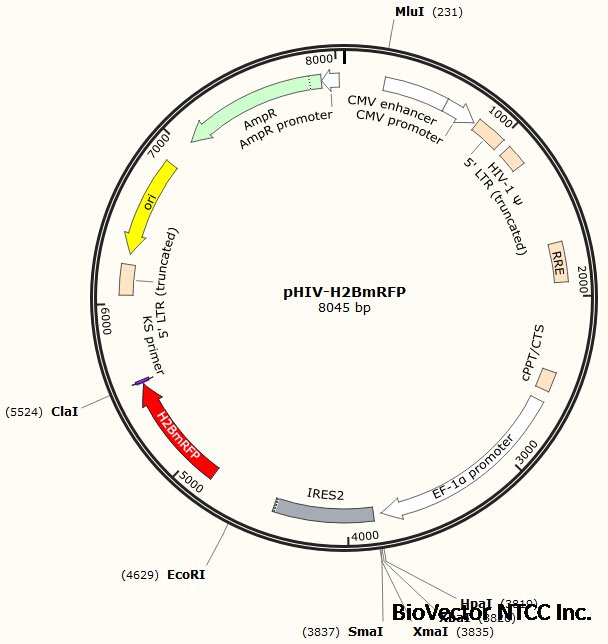 pHIV-H2BmRFP BioVector NTCC Inc.
