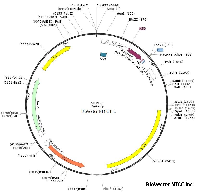 pJG4-5 BioVector NTCC Inc.