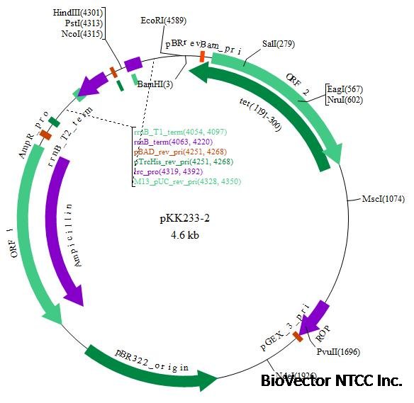 pKK233-2 BioVector NTCC Inc.