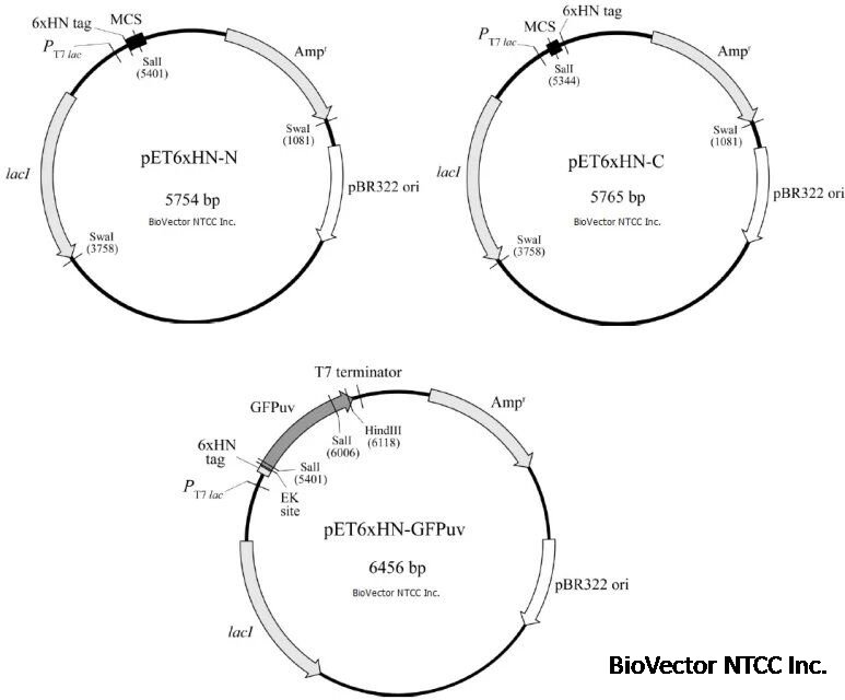 pET6xHN-N, pET6xHN-C, and pET6xHN-GFPuv Vector原核6xHN标签表达载体及原核荧光表达载体,T7 lac启动子,6xHN标签,GFPuv荧光蛋白基因,BioVector NTCC质粒载体菌种细胞蛋白抗体基因保藏中心提供.jpg