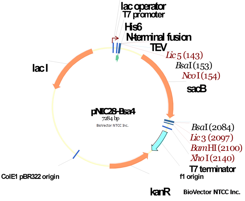 pNIC28-Bsa4蔗糖致死性原核原核表达载体带有His和TEV标签,SacB蔗糖致死基因,Kan抗性,T7启动子及终止子,pET28a载体骨架,BioVector NTCC质粒载体菌种细胞蛋白抗体基因保藏中心提供.png