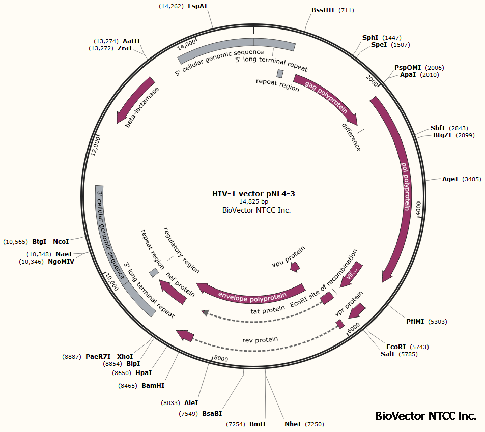 HIV-1 vector pNL4-3质粒,携带HIV-1病毒gag, pol, envelope等蛋白元件编码基因。BioVector NTCC质粒载体菌种细胞蛋白抗体基因保藏中心提供.png