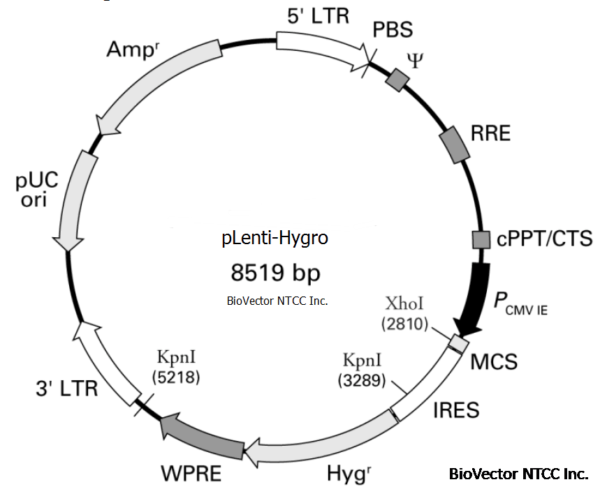 pLenti-Hygro慢病毒过表达载体,无标签,Hygromycin潮霉素真核筛选标记,Amp抗性,IRES双顺反子序列将目的基因与Hygromycin编码基因分开表达。BioVector NTCC质粒载体菌种细胞蛋白抗体基因保藏中心提供.png