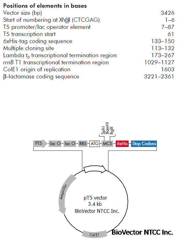 pT5原核表达载体,带有组成型表达PT5启动子,lac操纵子,6xHis标签,RBS核糖体结合位点,Amp抗性。BioVector NTCC质粒载体菌种细胞蛋白抗体基因保藏中心提供.png