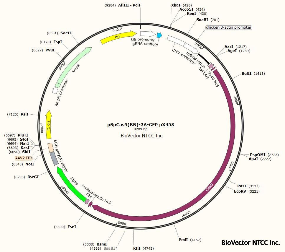 pX458 BioVector NTCC Inc.