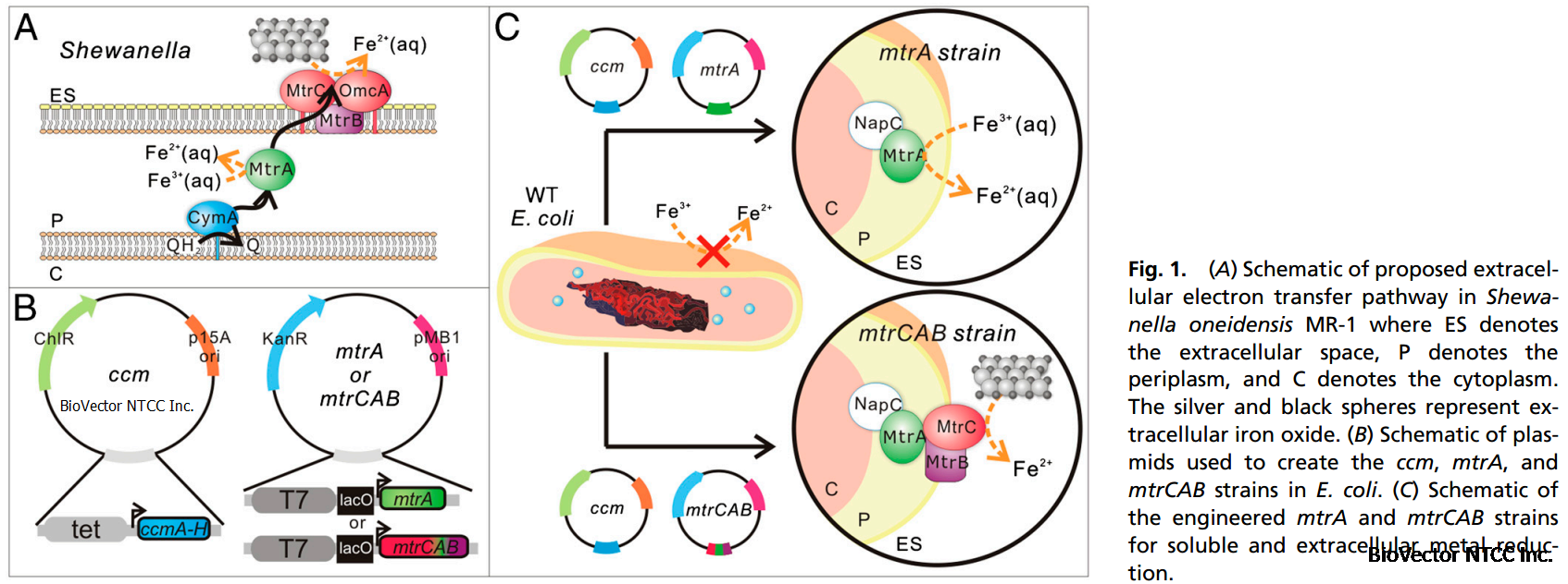 pEC86 reference map.png BioVector NTCC Inc.