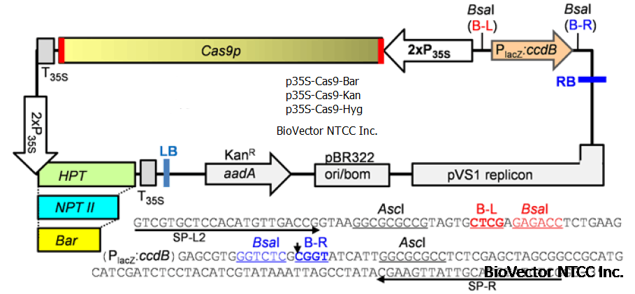 p35S-Cas9-Hyg,-Bar,-Kan.png