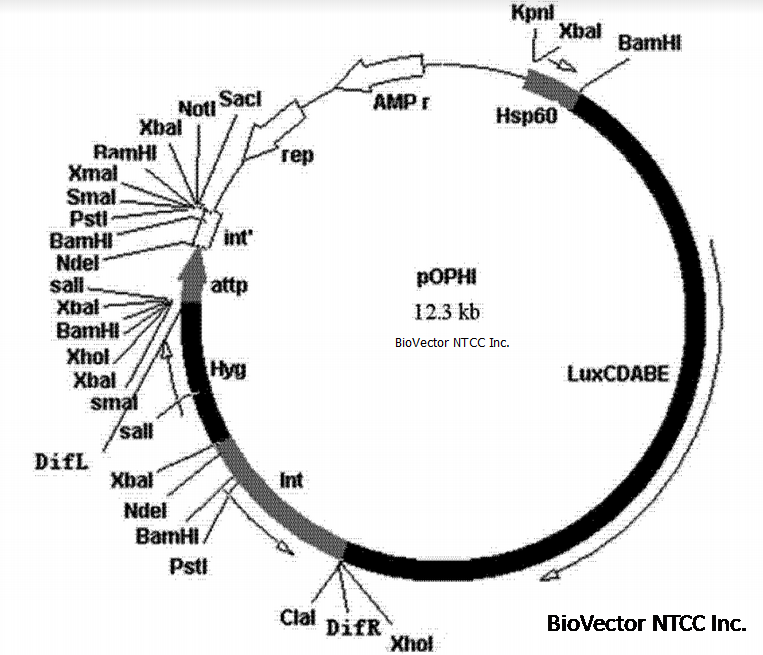 pOPHI分枝杆菌整合型Lux发光质粒,Hsp60启动子,LuxCDABE荧光基因,Amp抗性,Hygromycin潮霉素筛选标记。BioVector NTCC质粒载体菌种细胞蛋白抗体基因保藏中心提供.png
