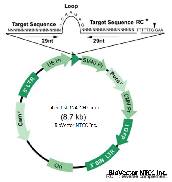pLenti-shRNA-GFP-puro慢病毒荧光shRNA干扰载体,U6启动子+shRNA, GFP绿色荧光标记,puromycin真核筛选标记,Cam氯霉素抗性。BioVector NTCC质粒载体菌种细胞蛋白抗体基因保藏中心提供.png