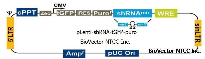pLenti-shRNA-tGFP-puro慢病毒shRNA基因沉默干扰载体GFP绿色荧光标签和puro嘌呤霉素真核筛选标记,带有TurboGFP增强型绿色荧光标签,Amp抗性。BioVector NTCC中国质粒载体菌种细胞基因保藏中心提供.jpg