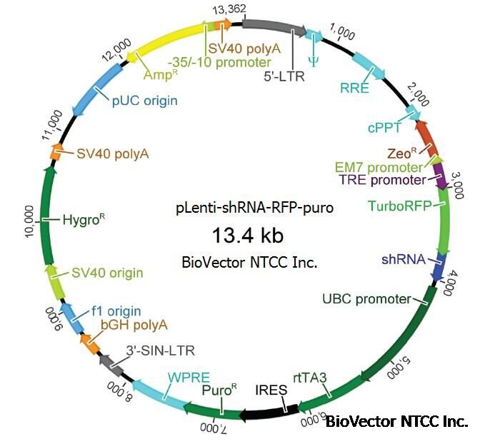 pLenti-shRNA-tRFP-puro慢病毒shRNA红色荧光基因沉默干扰载体puro真核筛选标记,带有TurboRFP增强型红色荧光标签,由TRE启动子驱动,BioVector NTCC中国质粒载体菌种细胞基因保藏中心提供.jpg