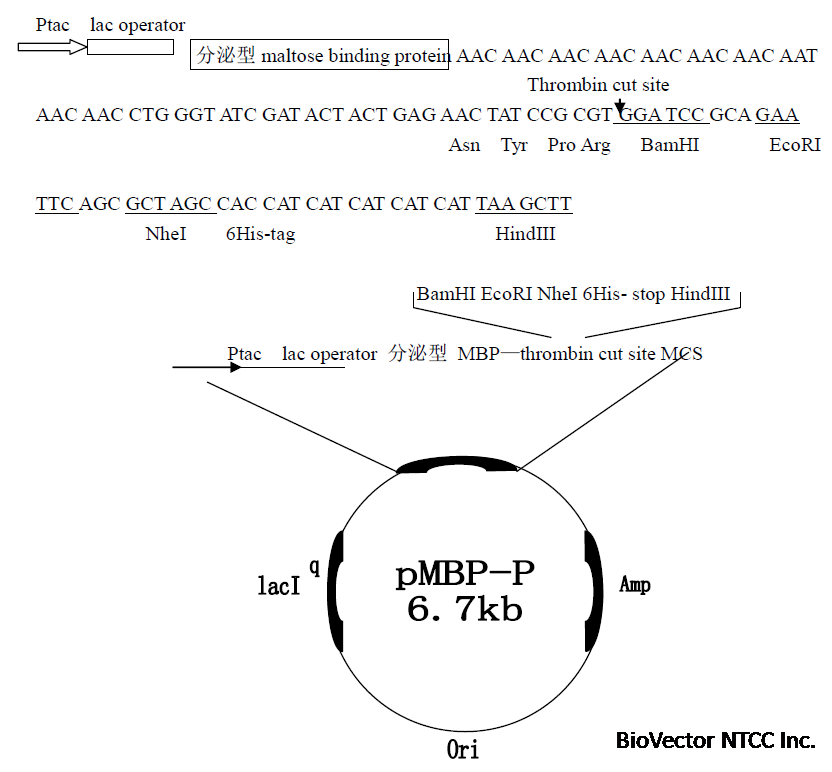pMBP-P.png BioVector NTCC质粒载体菌种细胞蛋白抗体基因保藏中心www.biovector.net