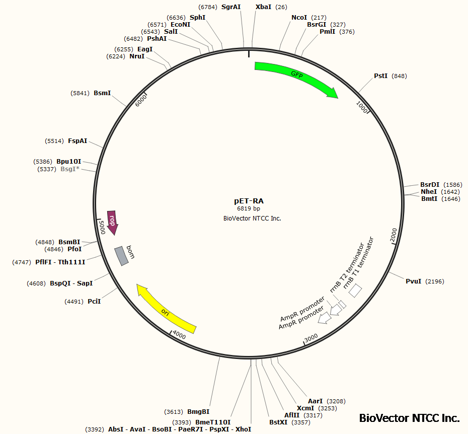 pET-RA鲍曼不动杆菌荧光表达载体,GFP绿色荧光基因-BioVector NTCC质粒载体菌种细胞蛋白抗体基因保藏中心www.biovector.net.png