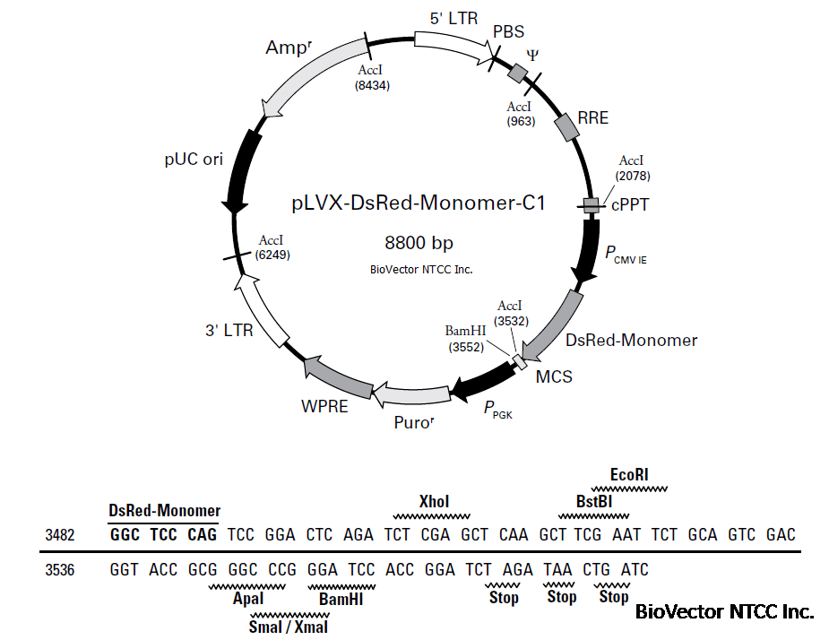 pLVX-DsRed-Monomer-C1慢病毒红色荧光表达载体,基于HIV-1的慢病毒表达载体,pCMV-IE启动子,目的基因插入在DsRed-Monimer的C端,Amp抗性,puromycin细胞筛选标记-BioVector NTCC质粒载体菌种细胞蛋白抗体基因保藏中心www.biovector.net.png