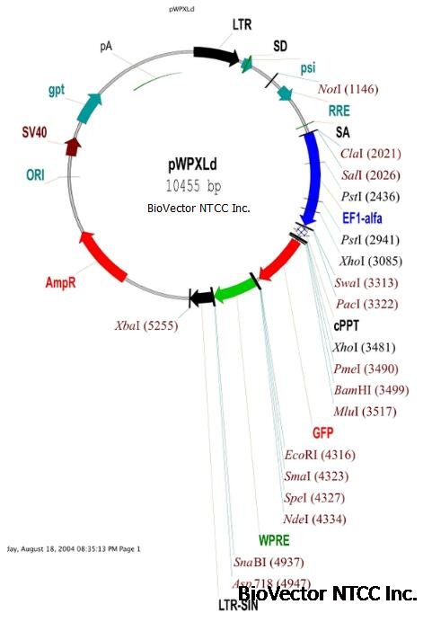 pWPXLd慢病毒绿色荧光表达载体,EF1-alpha启动子,Amp抗性。BioVector NTCC质粒载体菌种细胞蛋白抗体基因保藏中心www.biovector.net