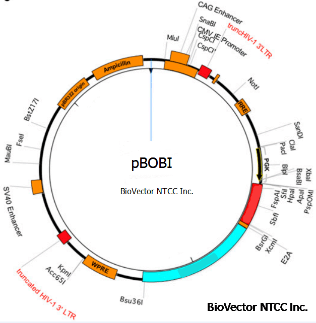pBOBI慢病毒表达载体质粒,PGK启动子,Amp抗性。BioVector NTCC中国质粒载体菌种细胞基因保藏中心提供.png