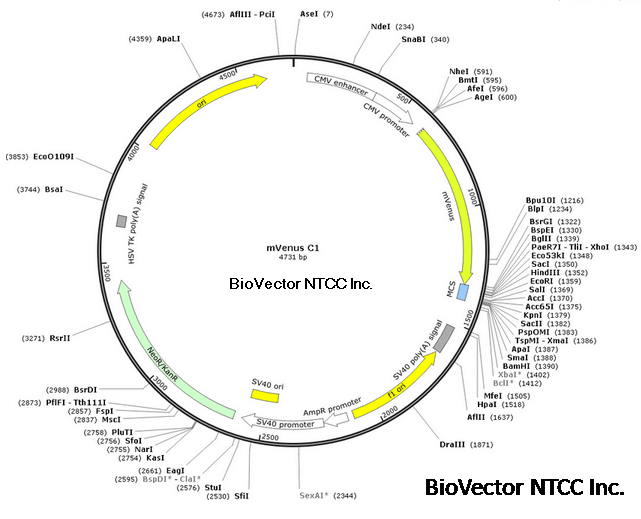 mVENUS-C1荧光共振能量转移系统载体FRET assay,BioVector NTCC中国质粒载体菌种细胞基因保藏中心提供.png