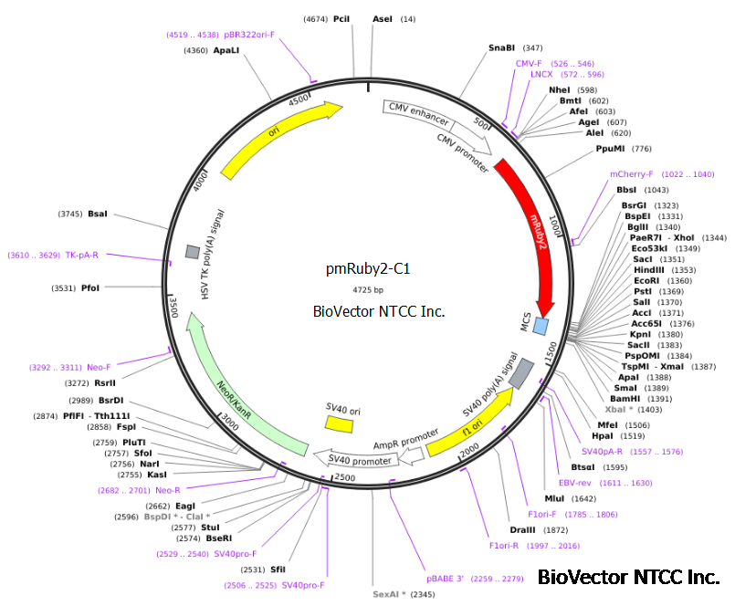 pmRuby2-C1高亮度深红色荧光表达载体,CMV启动子,Kan抗性,G418筛选标记。BioVector NTCC质粒载体菌种细胞蛋白抗体基因保藏中心.png