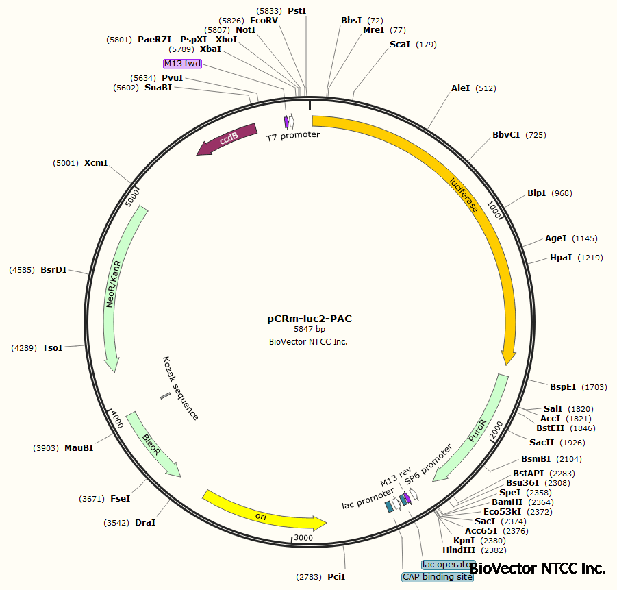 pCRm-Luc2-PAC利士曼原虫荧光表达质粒-BioVector NTCC质粒载体菌种细胞蛋白抗体基因保藏中心.png
