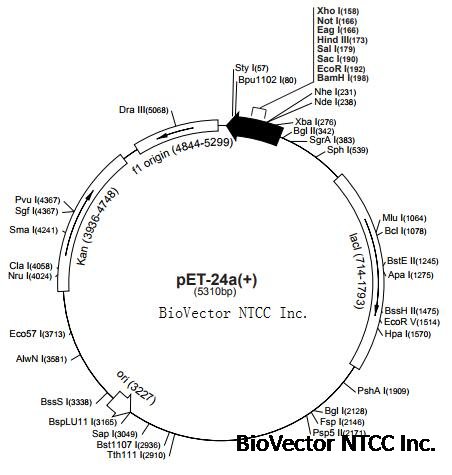 pET24a原核表达载体,Kan抗性,T7启动子,T7和His tag,BioVector NTCC质粒载体菌种细胞蛋白抗体基因保藏中心.jpg