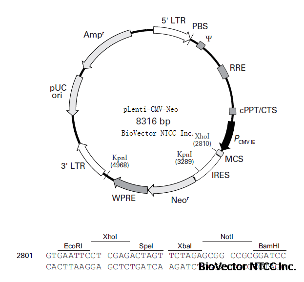 pLenti-CMV-Neo慢病毒过表达质粒载体,带有G418细胞筛选标记,CMV启动子,IRES双顺反子表达元件,Amp抗性。BioVector NTCC质粒载体菌种细胞蛋白抗体基因保藏中心www.biovector.net.png