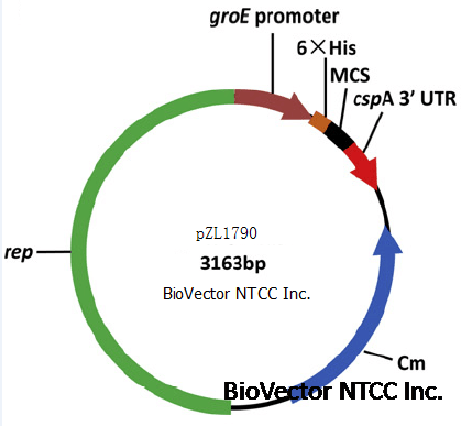 pZL1790布鲁氏菌表达载体,groE启动子,6xHis标签,Cm氯霉素抗性。带有cspA 3‘UTR区。BioVector NTCC质粒载体菌种细胞蛋白抗体基因保藏中心www.biovector.net.png