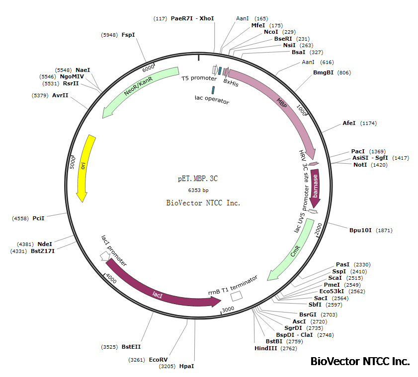 pET.MBP.3C原核表达载体,带有T5启动子,MBP,8xHis标签和HRV3C蛋白酶切割位点,Kan卡那霉素抗性。BioVector NTCC质粒载体菌种细胞蛋白抗体基因保藏中心www.biovector.net k.png