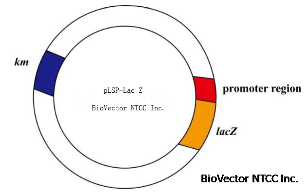 pLSP-LacZ报告基因载体-BioVector NTCC质粒载体菌种细胞蛋白抗体基因保藏中心.png