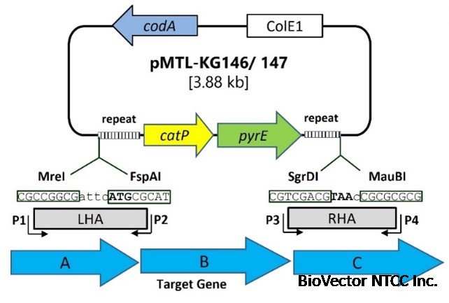 pMTL-KG146-147