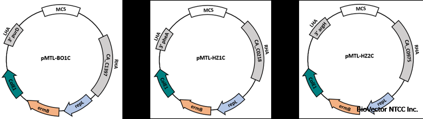 pMTL-B01C HZ1C HZ2C