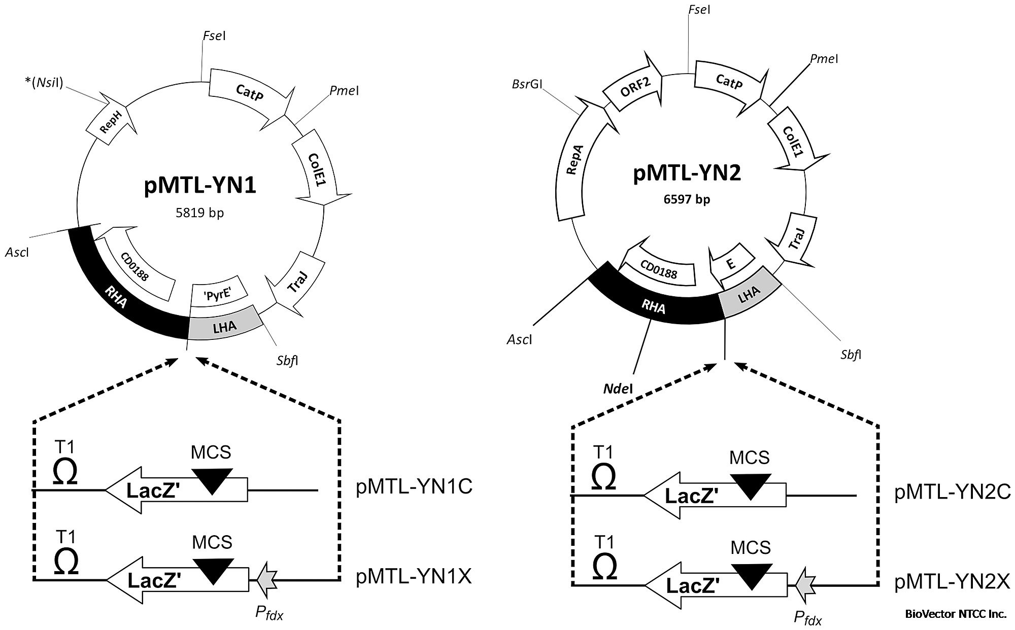 PyrE ACE correction vectors for C. difficile 630Δerm (pMTL-YN1) and R20291 ( pMTL-YN2).