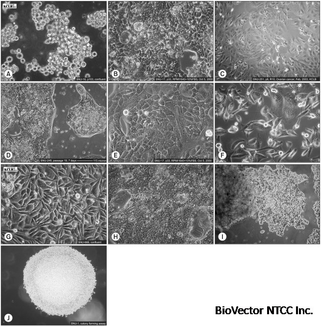 Biology of SNU Cell Lines