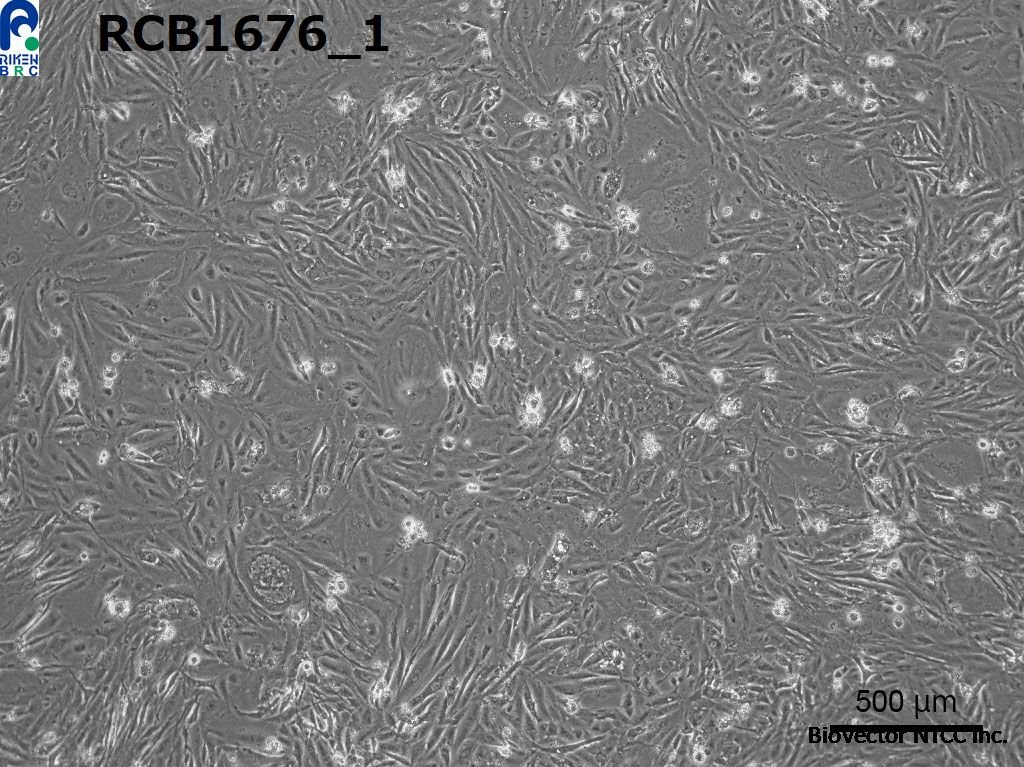 CELL SEARCH SYSTEM -CELL BANK- (RIKEN BRC) [RCB1676 :JHOM-1]