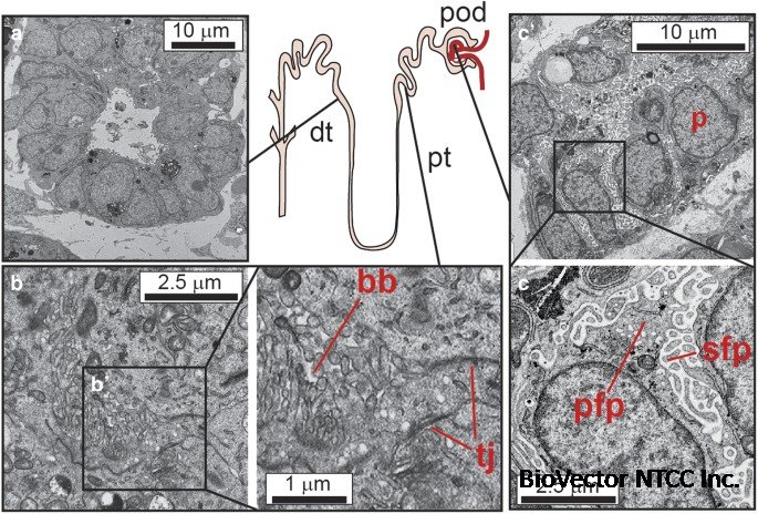 Generating kidney tissue from pluripotent stem cells | Cell Death Discovery