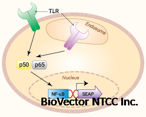 Click to enlarge Signaling pathways in HEK-Blue™ TLR cells