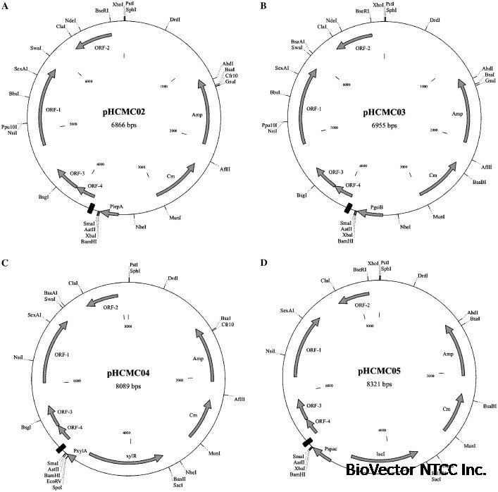 Construction of plasmid-based expression vectors for Bacillus subtilis  exhibiting full structural stability - ScienceDirect