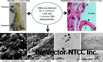 Pathological analysis of silkworm infected by two microsporidia Nosema  bombycis CQ1 and Vairimorpha necatrix BM - ScienceDirect