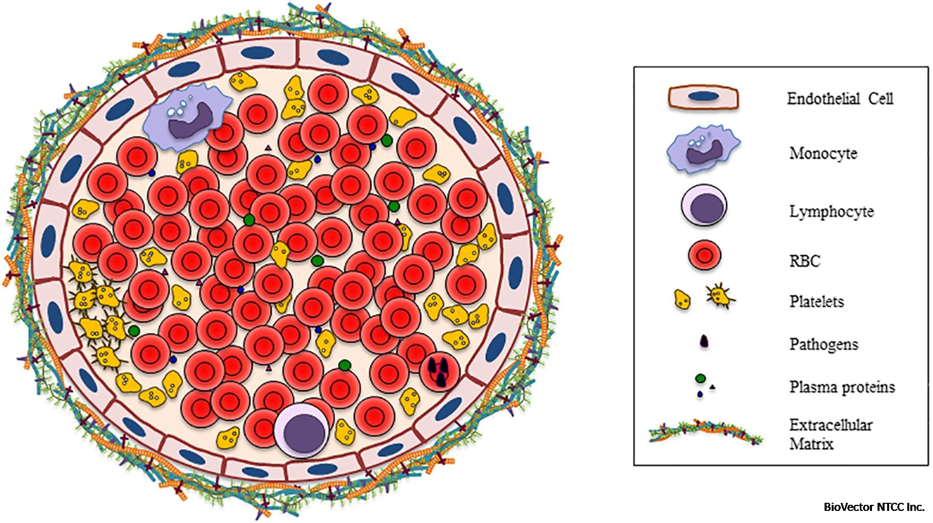 Frontiers | Red Blood Cells:Chasing Interactions