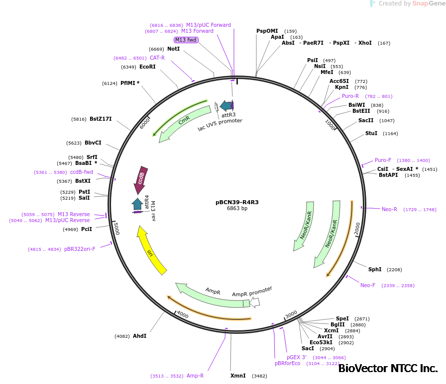 Addgene:pBCN39-R4R3