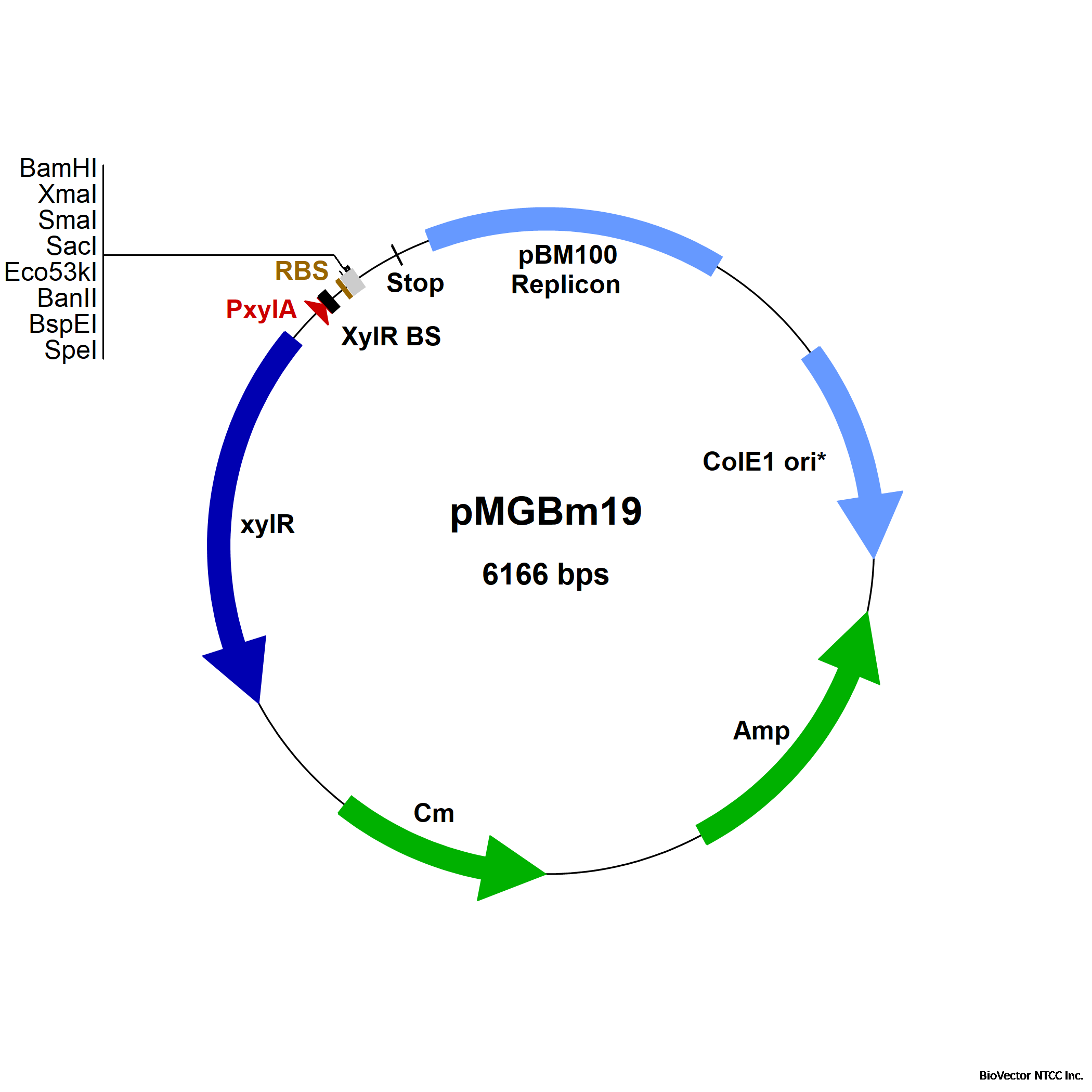 Bacillus megaterium vector, pMGBm19