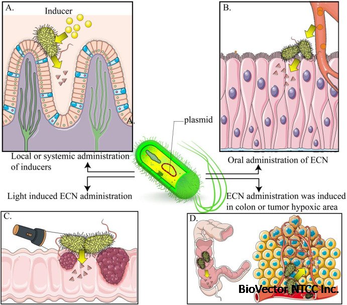 Advances in Escherichia coli Nissle 1917 as a customizable drug delivery  system for disease treatment and diagnosis strategies - ScienceDirect