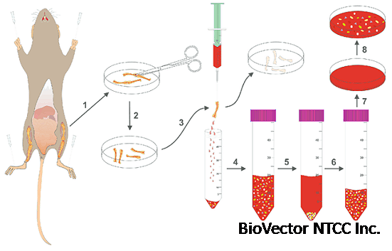 大/小鼠骨髓间充质干细胞的分离方法- 企业动态- 丁香通